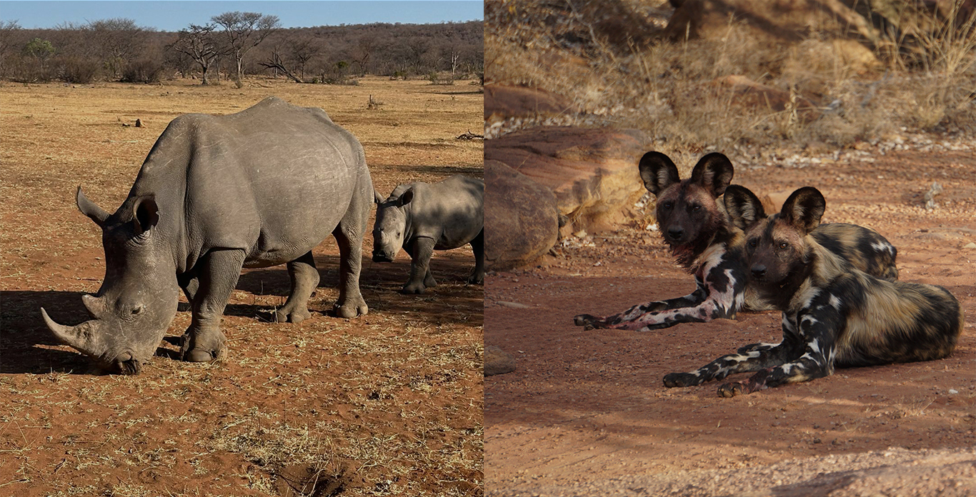 Wildlife Slider image