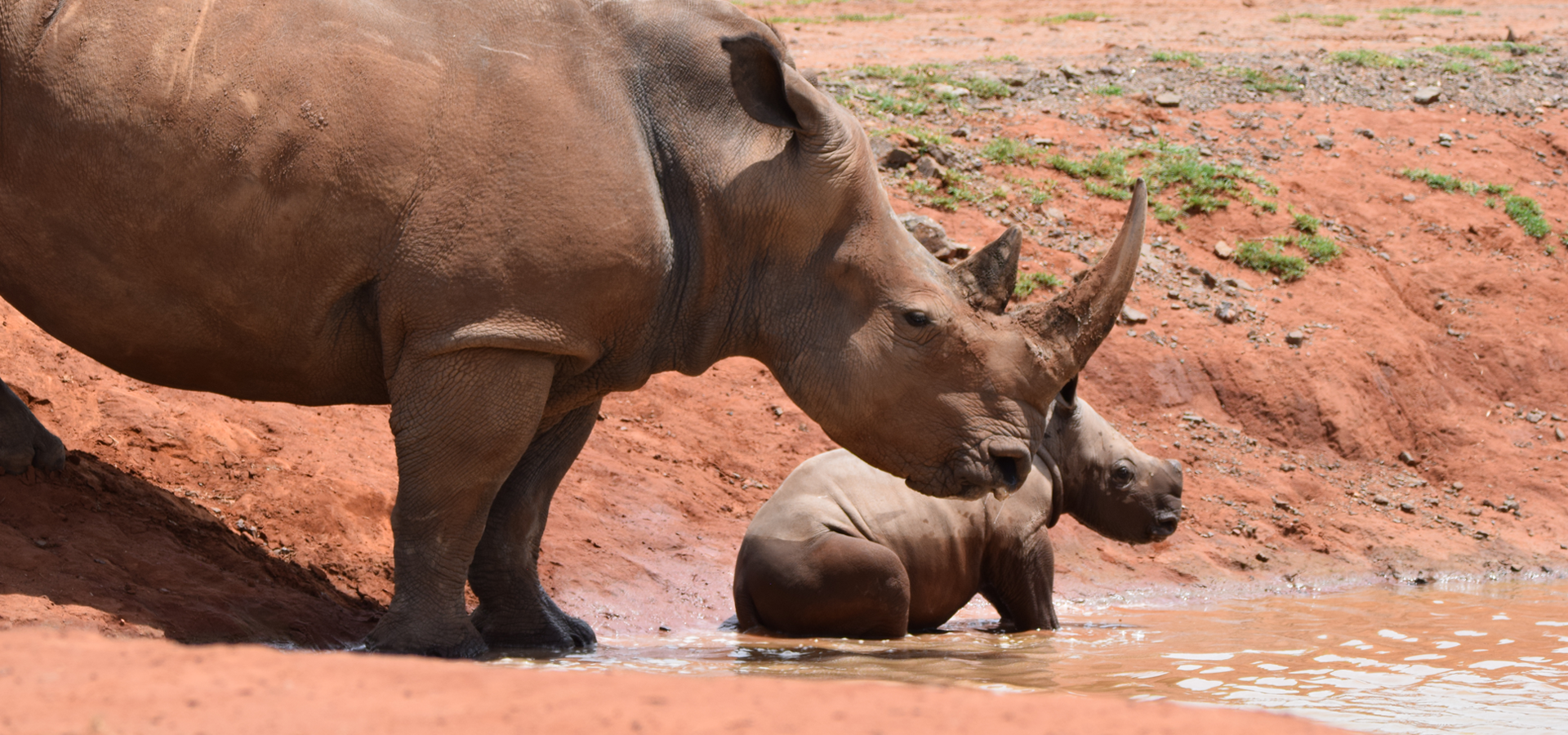 Mother rhino and baby rhino near the pool