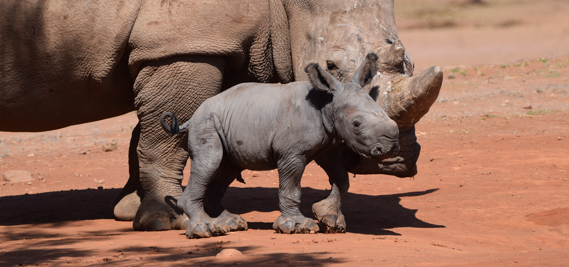 Mother and baby rhino in South African landscape