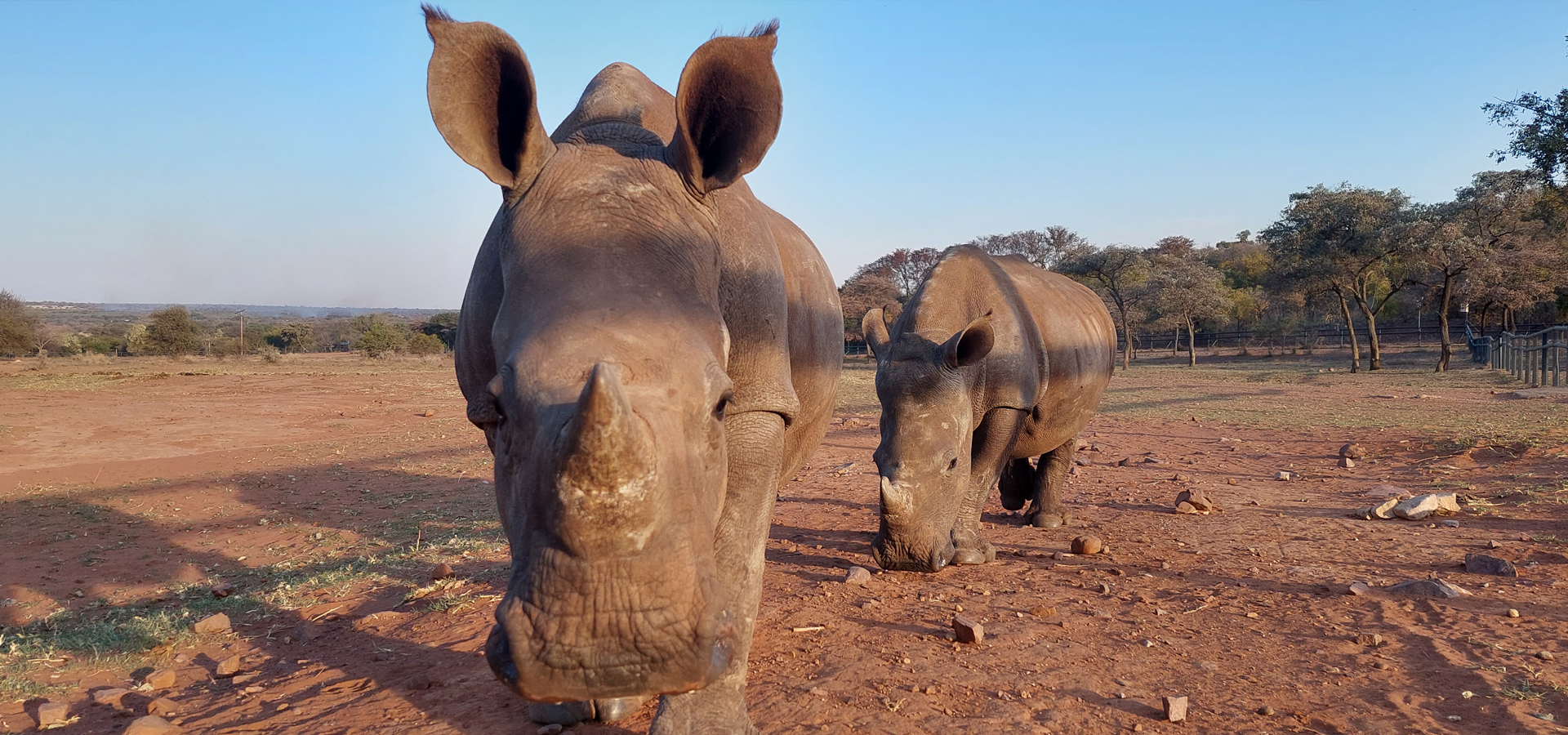 Two rhinos walking towards the camera